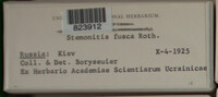 Stemonitis fusca image